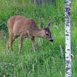 Picture of a deer