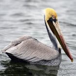 Picture of a Pelican 